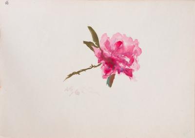 Drawing of a Rose — Yulian Zaiats