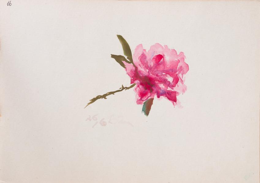 Drawing of a Rose 1