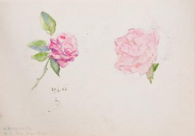 Drawing of a Rose 2