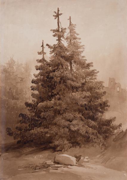 Fir Trees 1