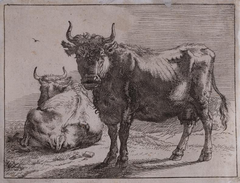 Cows