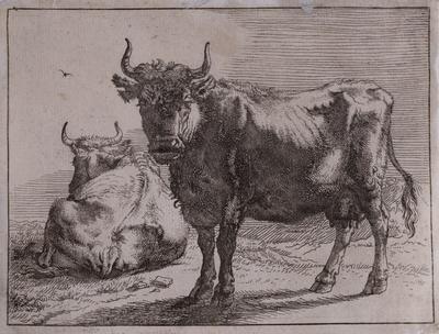 Cows — Stefano della Bella