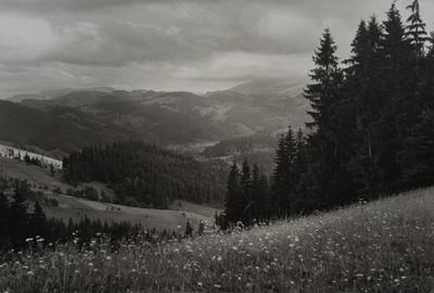 Blooming Carpathians — Volodymyr Olkhomiak