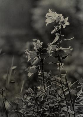 Forest Bluebells — Volodymyr Olkhomiak
