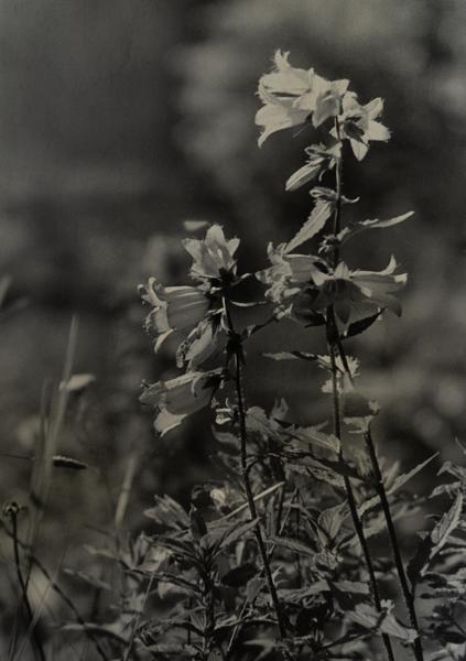 Forest Bluebells