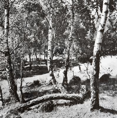 Untitled — Volodymyr Olkhomiak