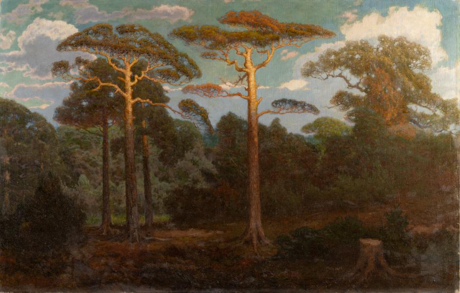 Pine Forest 1