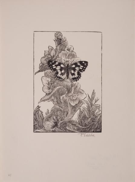 Butterfly 1