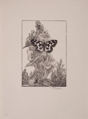 Butterfly — Frantisek Kobliha