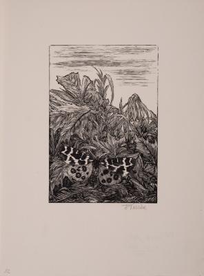 Butterfly — Frantisek Kobliha
