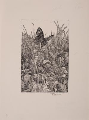 Butterfly — Frantisek Kobliha
