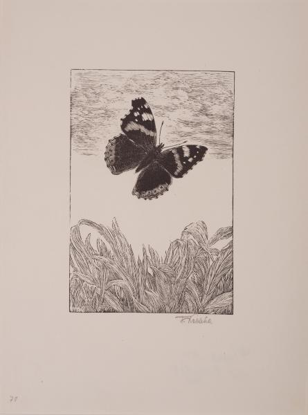 Butterfly 1