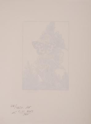 Butterfly 2