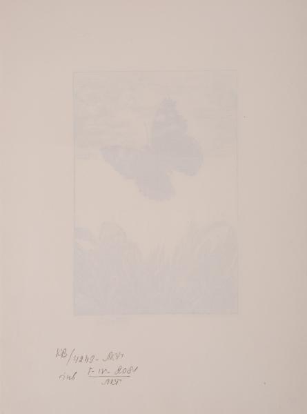 Butterfly 2