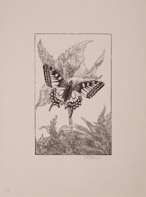 Butterfly — Frantisek Kobliha