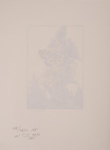 Butterfly 2