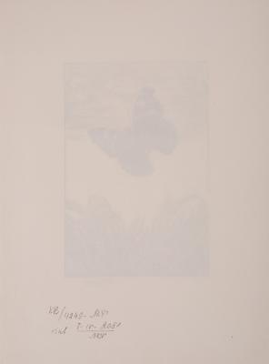 Butterfly 2