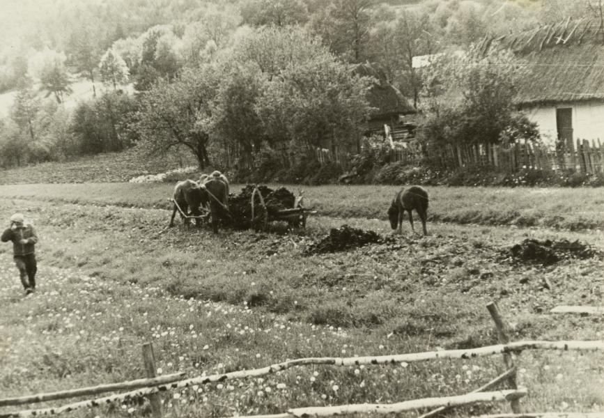 Agricultural Work in the Field