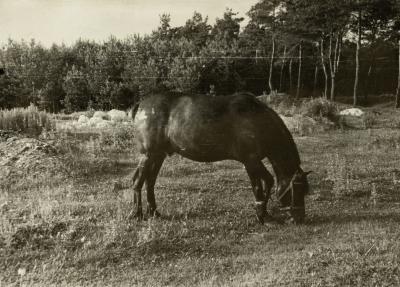 Horse on the Background of Wooded Area — unknown