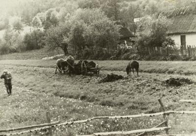 Agricultural Work in the Field — unknown